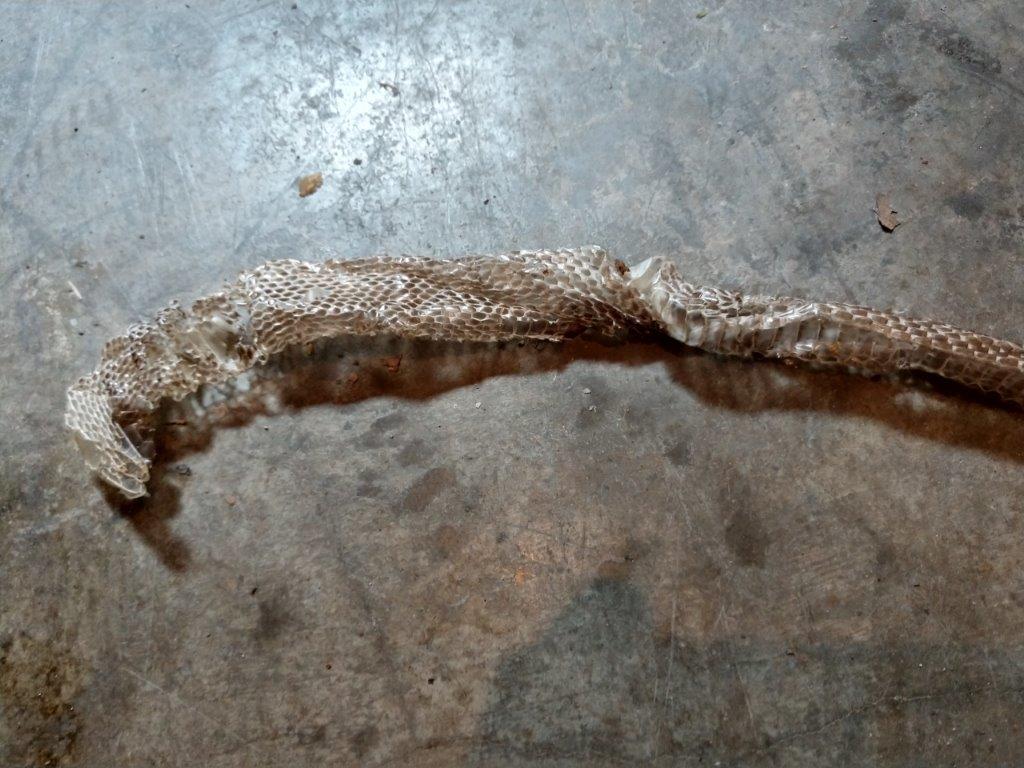 Annapolis snake skin