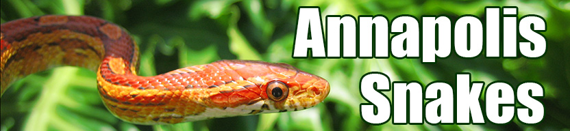 Annapolis snake
