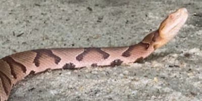 Annapolis snake